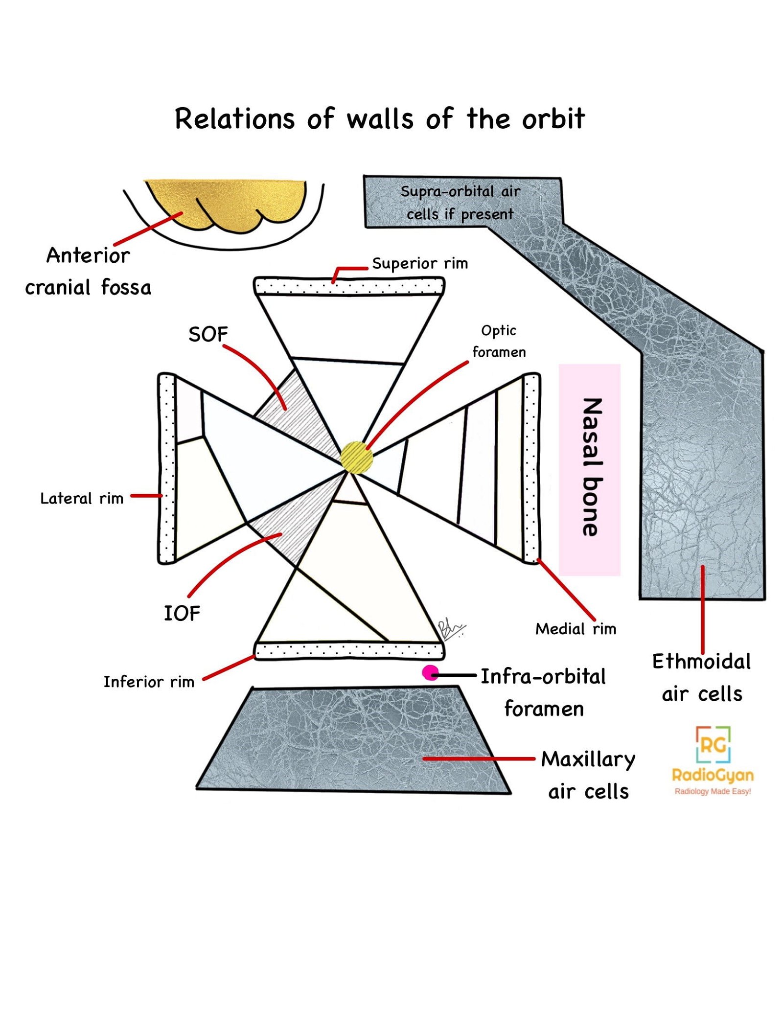 Illustration showing the walls of the orbit. 