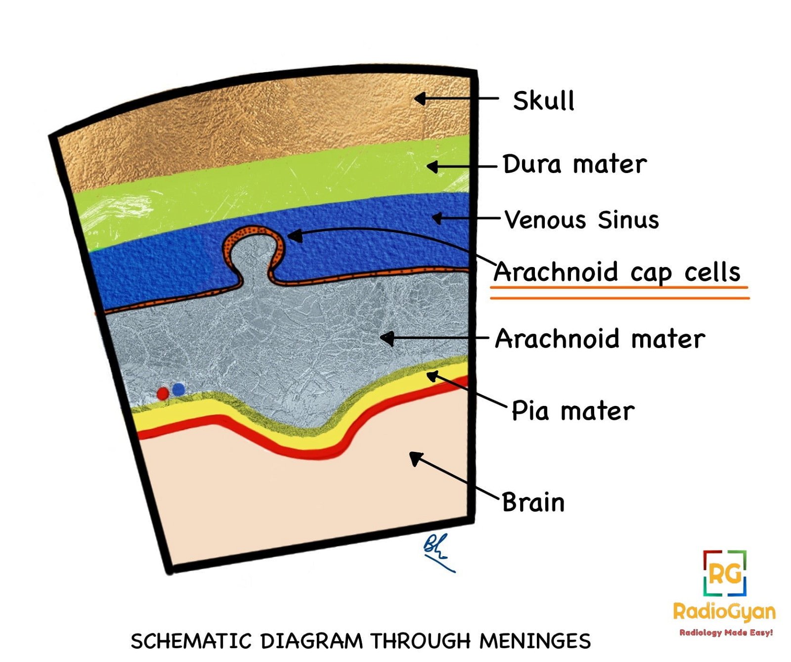 Schematic Diagram of the brain meninges